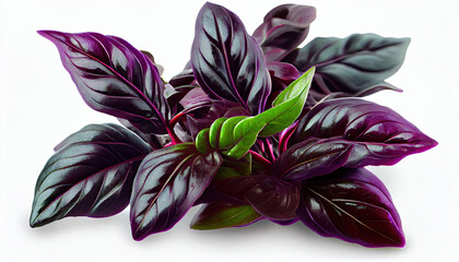 Purple basil leaves  isolated on white background with Generative AI Technology