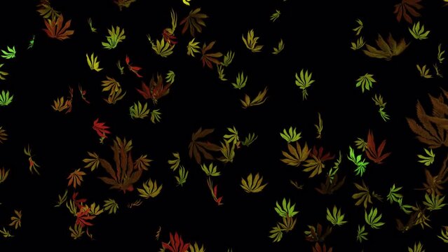 Colorful Marijuana leaves falling down animation 3d vj loop party background 420 high day stoner leaf  4k video smoking ganja 