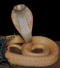 Monocled cobra (Naja kaouthia) albino, portrait
