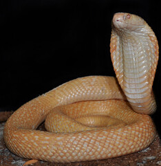 Monocled cobra (Naja kaouthia) albino, portrait