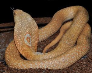 Fototapeta premium Monocled cobra (Naja kaouthia) albino, portrait