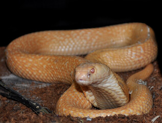 Monocled cobra (Naja kaouthia) albino, portrait