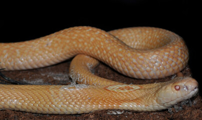 Monocled cobra (Naja kaouthia) albino, portrait