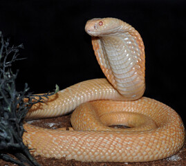 Monocled cobra (Naja kaouthia) albino, portrait