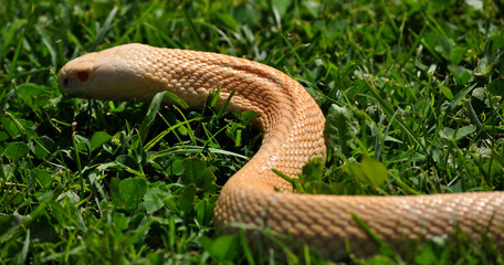 Monocled cobra (Naja kaouthia) albino, portrait