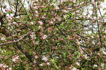 apple tree branches with apple blossoms in spring