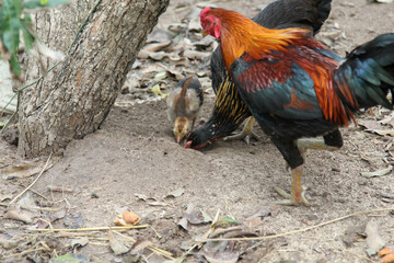 Three chickens living on the ground