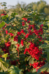 Obraz premium the time when the red currant berries have ripened, a beautiful backlight