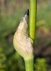 a fresh bud of an iris flower, buds