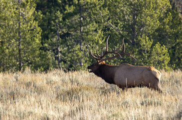 Bull Elk During the Rut in Wyoming in Autumn