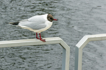 brown-headed gull standing by the river bank