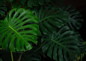 Huge Gorgeous Leaves of Monstera Plant. Tropical rainforest background.