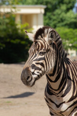 Fototapeta na wymiar Close up portrait of zebra walking in summertime zoo garden. 