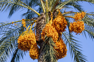Ripening fruits on trees of date palms. Date palms have an important place in advanced desert...