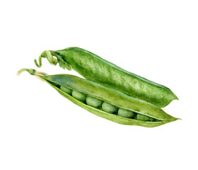 Watercolor illustration of green peas, isolated on white background