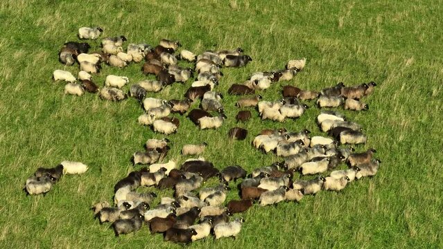 Aerial view of a herd of cows grazing on a grass savannah