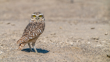 Desert owl on the sand