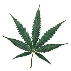Mariuhana leaf symbol, marijuana or hemp icon, cannabis medical sign, weed drug vector illustration
