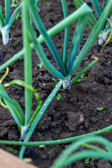 Green onions in alumina. Spring garden plants. Bow grows on beds.