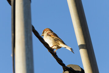 Gorri&oacute;n com&uacute;n (Passer domesticus)