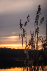 Lake phragmites seed heads silhouettes on the sunset
