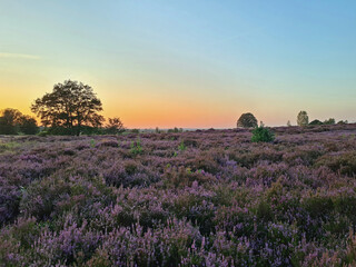 Fototapeta na wymiar Sunrise in the National Park De Hoge Veluwe in the Netherlands with blossoming heather