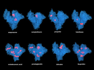 Human serum albumin with various ligands: fatty acids, hormones and drugs.