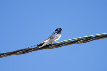 Golondrina com&uacute;n (Hirundo rustica)