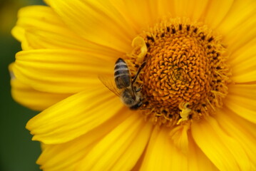 Westliche Honigbiene beim Nektar sammeln in gelber Bl&uuml;te 584358013