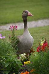 Graugans im Blumenbeet 584358023 lustig hochkant