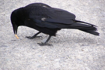 Rabenkrähe Junge mit Flaumfeder 584358033 Corvus corone