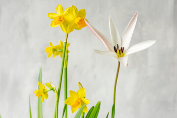 spring flowers tulip and yellow daffodils. Selective focus. a light background. 