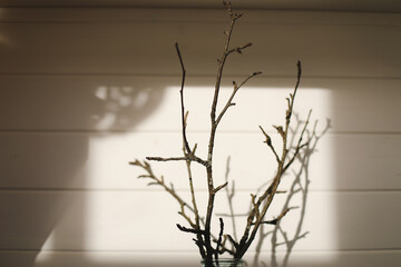 Bouquet of bare branches with unopened buds of an apple tree in a vase by white texture wall with shadows from window. Sunlight architecture background. Textures Light reflection from the window