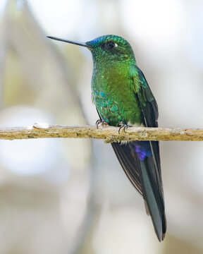 Zamarrito Colilargo (Eriocnemis luciani) perchado sobre una rama en un bosque andino.