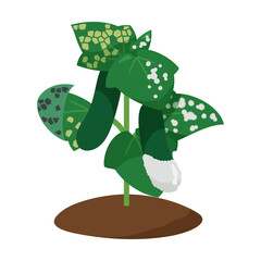 病気になったきゅうりの苗のイラスト