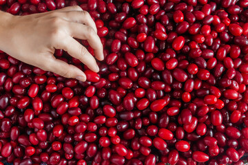 A woman's hands hold a ripe red dogwood berry lying on a table against a background of many berries