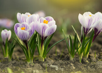 Bunch of light blue crocuses blooming in the field 2