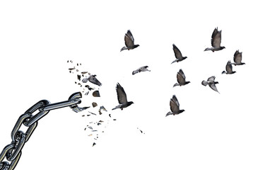 freedom free escape birds escaping while breaking chain isolated © sea and sun