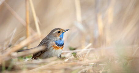 White spotted bluethroat Luscinia svecica cyanecula sitting on a frosty day on frosted ground.