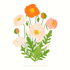 Iceland poppy common papaver isolated on white background. Botany Vector spring flower bouquet illustration