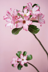 two sprigs of adenium flowers on a pink background