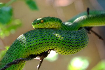 green pit viper taken from satchori forest bangladesh, 