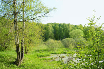 trees with bright green foliage in forest and swamp, abstract natural background. Beautiful atmosphere harmony landscape. spring season. Ecology, organic, save earth concept