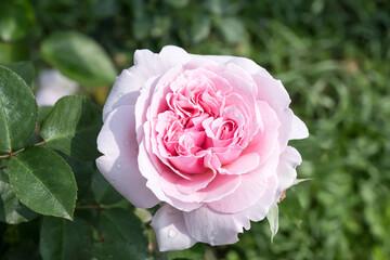 pink rose in garden