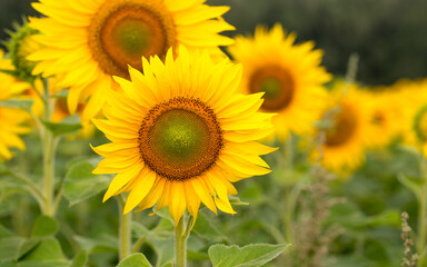 Sunflower close up, early morning in summer