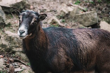 Dark brown wild rock goat in Wildpark Bad Mergentheim forest in Germany