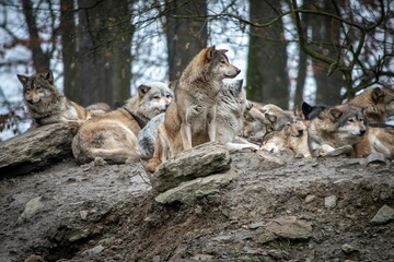Pack of wolves on a rock in a wild park of Bad Mergentheim in Germany