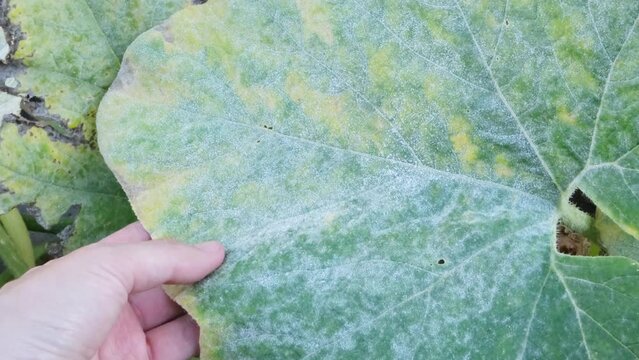 Diseased pumpkin leaf in the garden. Powdery mildew on a pumpkin plant.