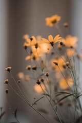 Beautiful view of black eyed susan flowers on a blurry background