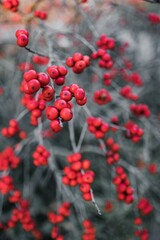 Vertical shot of the red winter berries on the shrub